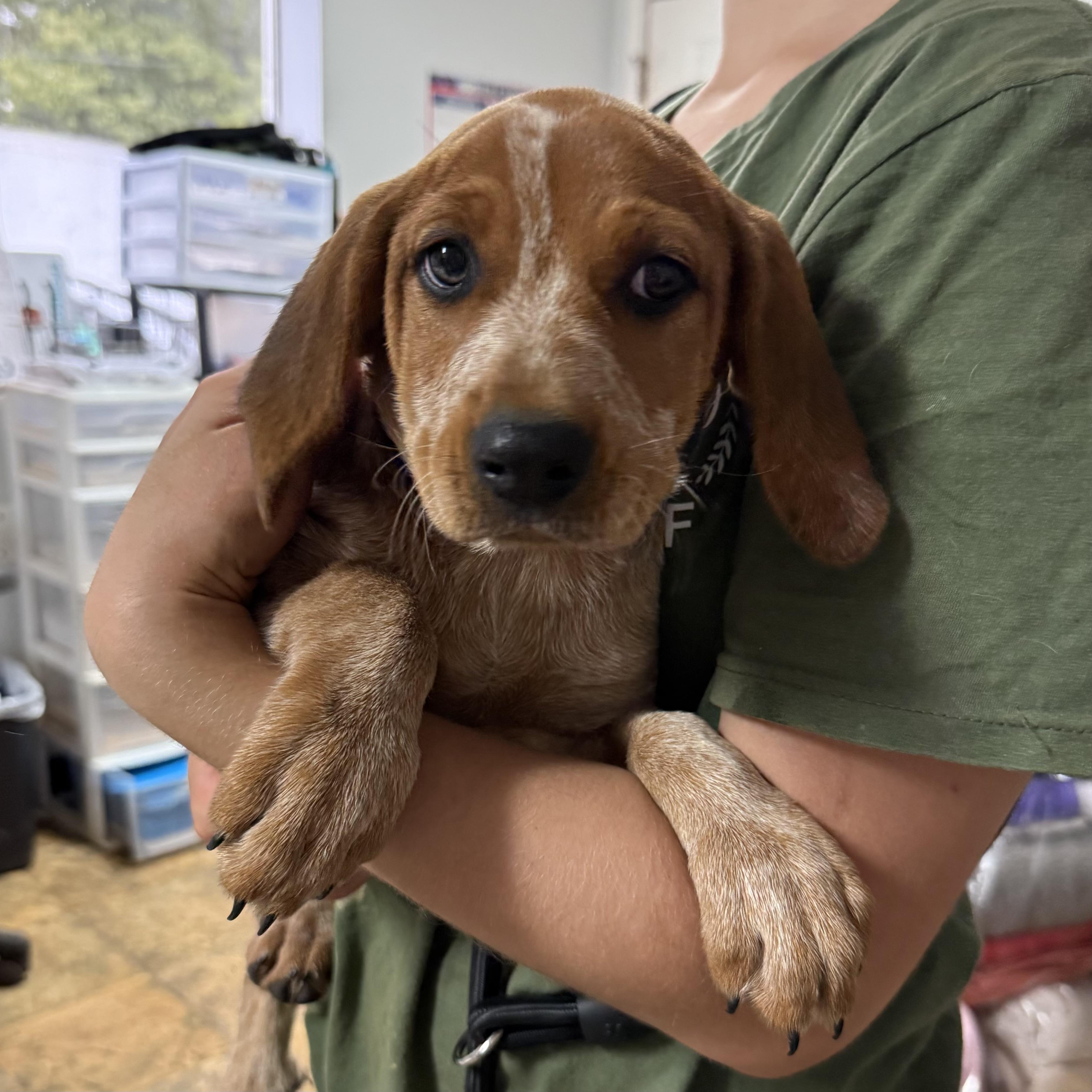 Enlarge Beef Ribs, a Adoptable Coonhound in Columbia, SC image 3/5
