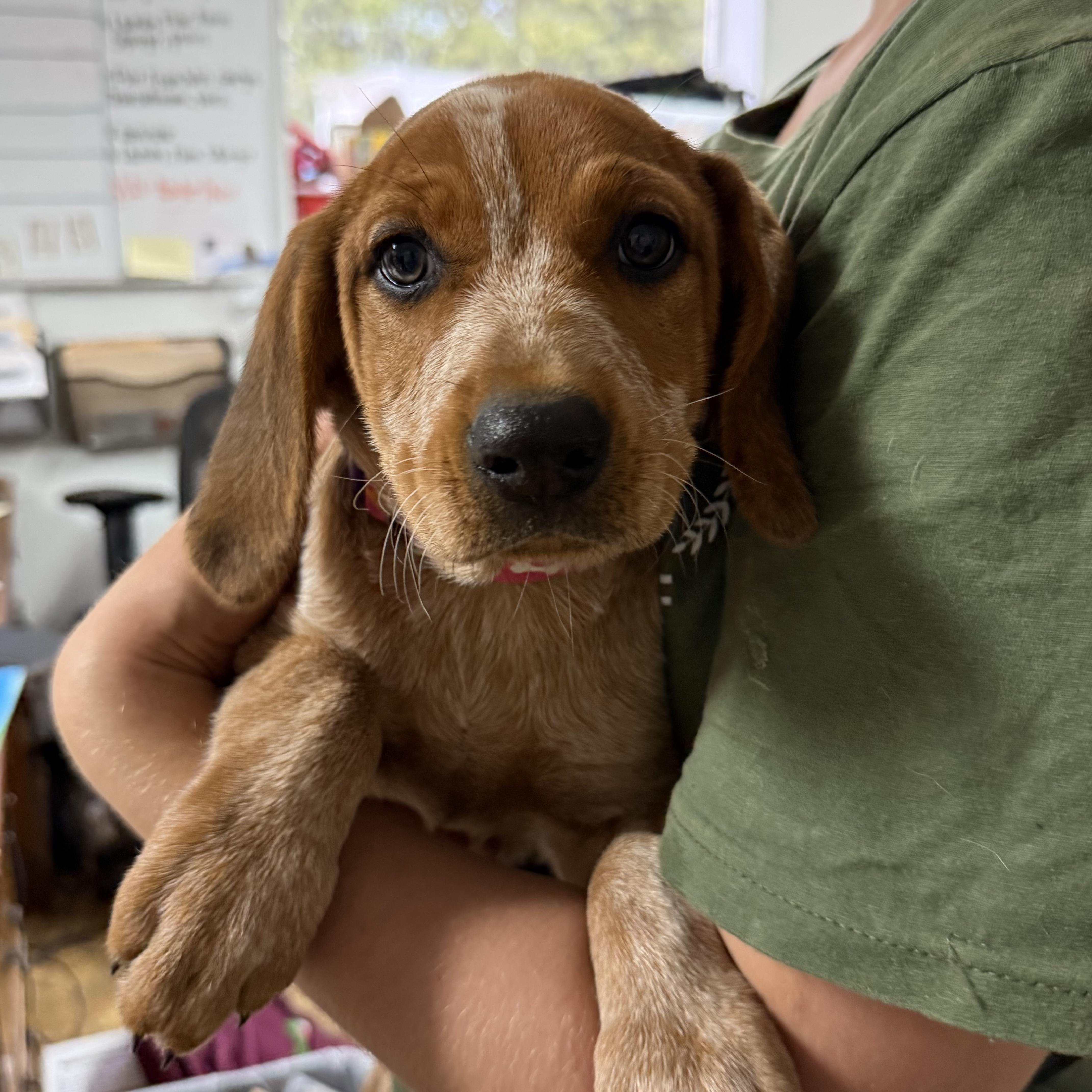 Enlarge Beef Ribs, a Adoptable Coonhound in Columbia, SC image 1/5