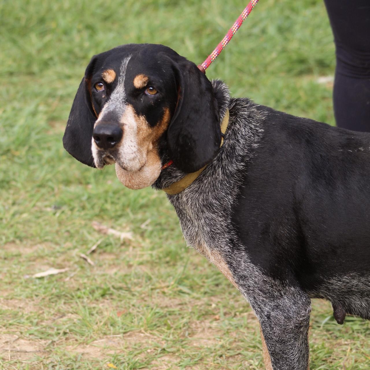 Enlarge Beef Ribs, a Adoptable Coonhound in Columbia, SC image 5/5