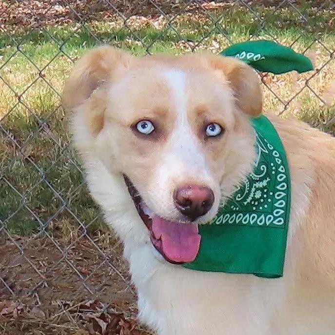Alice, Adoptable, Adult Female Australian Shepherd & Mixed Breed.