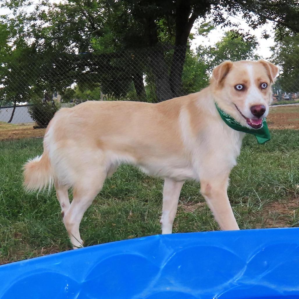 Enlarge Alice, a Adoptable mixed breed in Wadena, MN image 2/5