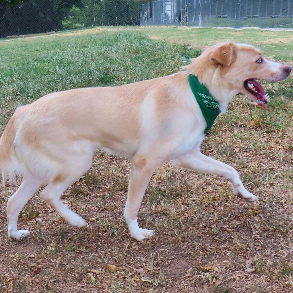 Enlarge Alice, a Adoptable mixed breed in Wadena, MN image 3/5