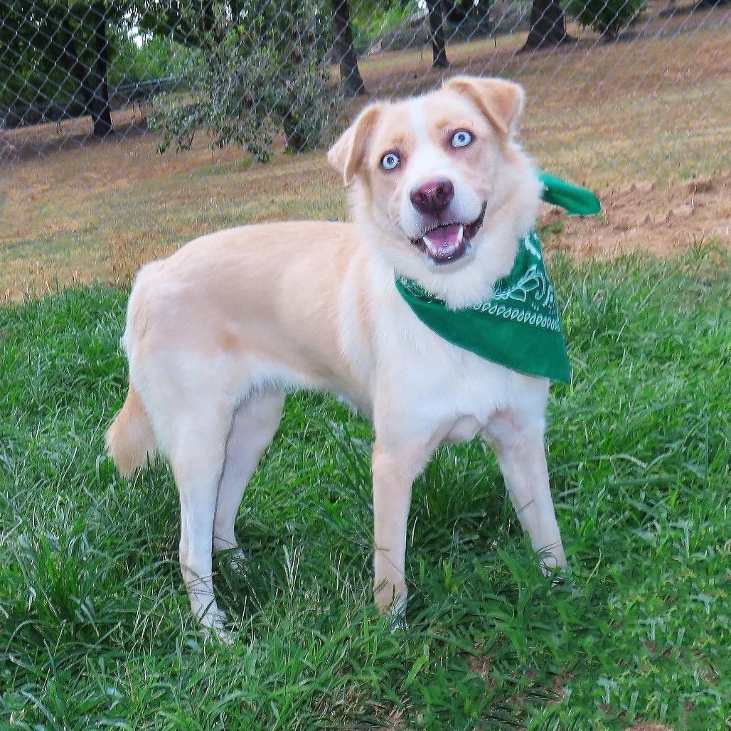 Enlarge Alice, a Adoptable mixed breed in Wadena, MN image 4/5