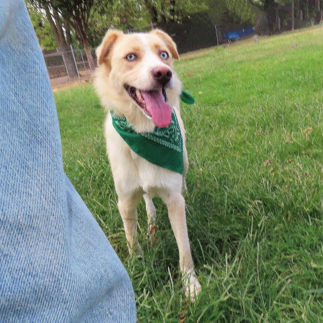 Enlarge Alice, a Adoptable mixed breed in Wadena, MN image 5/5