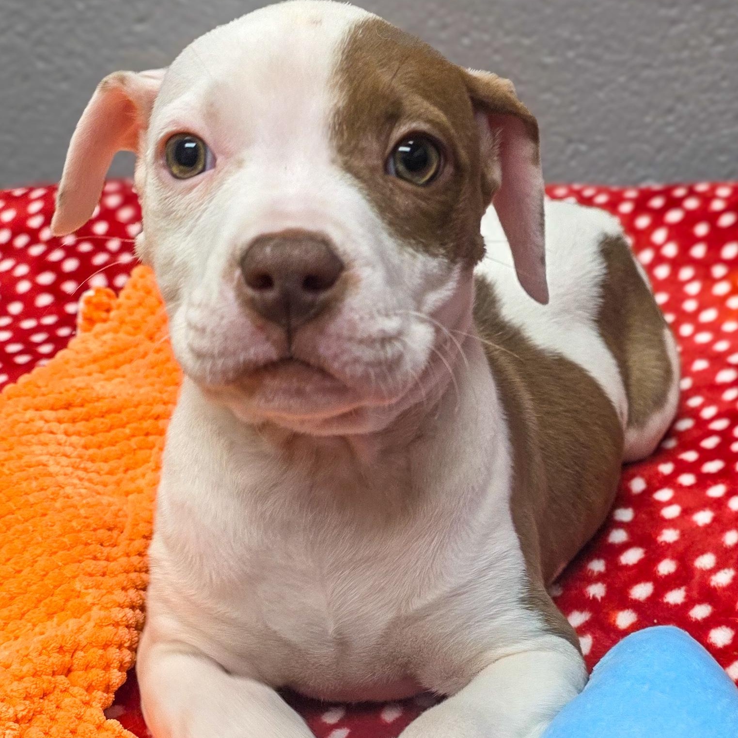 Enlarge Fawn, an adopted mixed breed in Falls Church, VA image 1/3