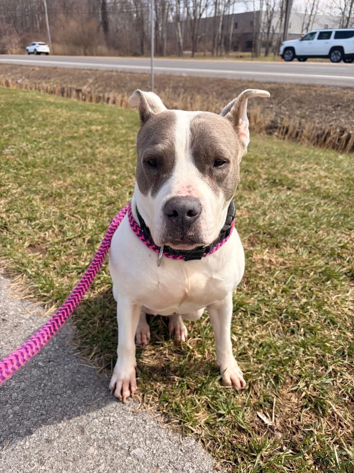 Enlarge Sasha , a ADOPTABLE mixed breed in Jamesville, NY image 3/5