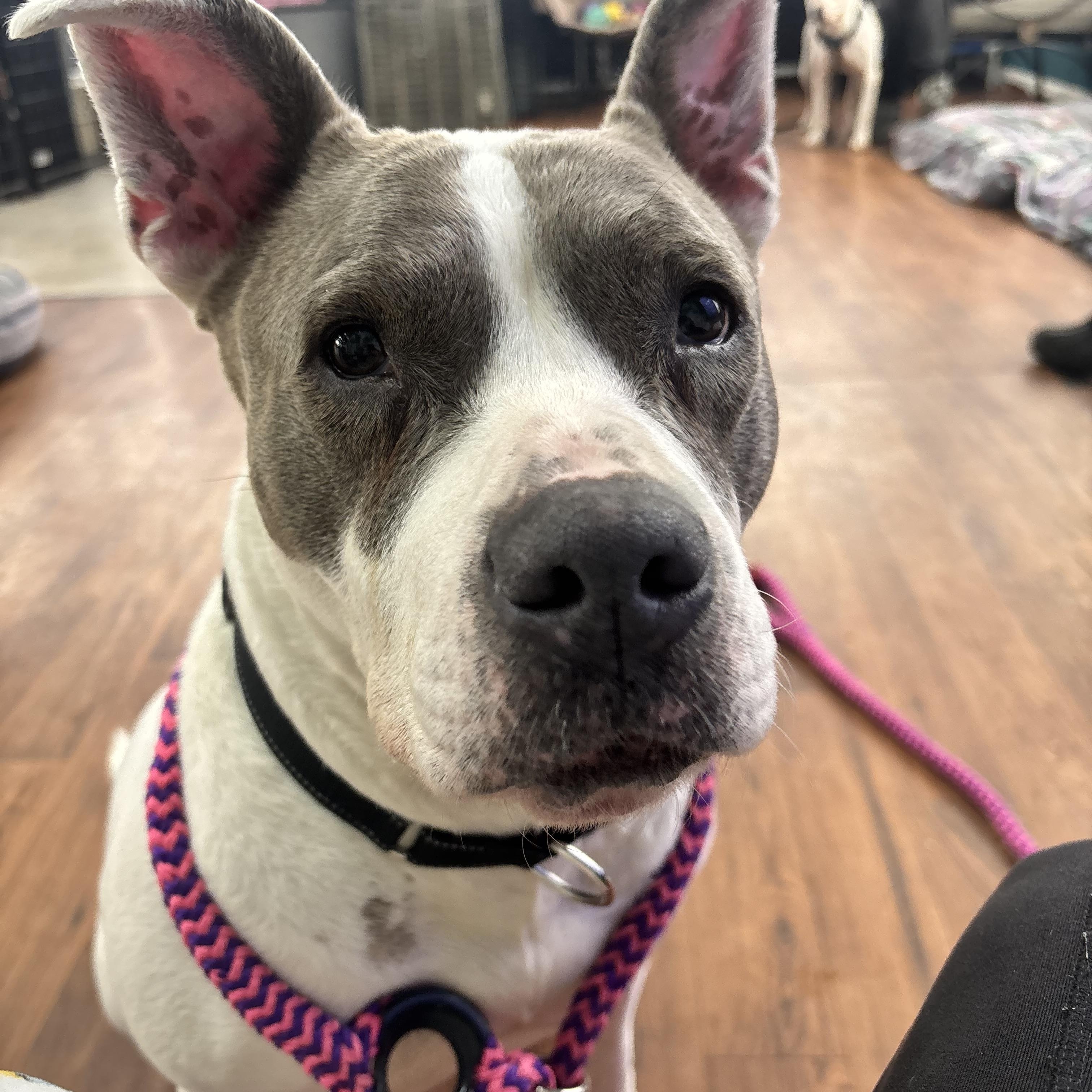 Enlarge Sasha , a ADOPTABLE mixed breed in Jamesville, NY image 4/5