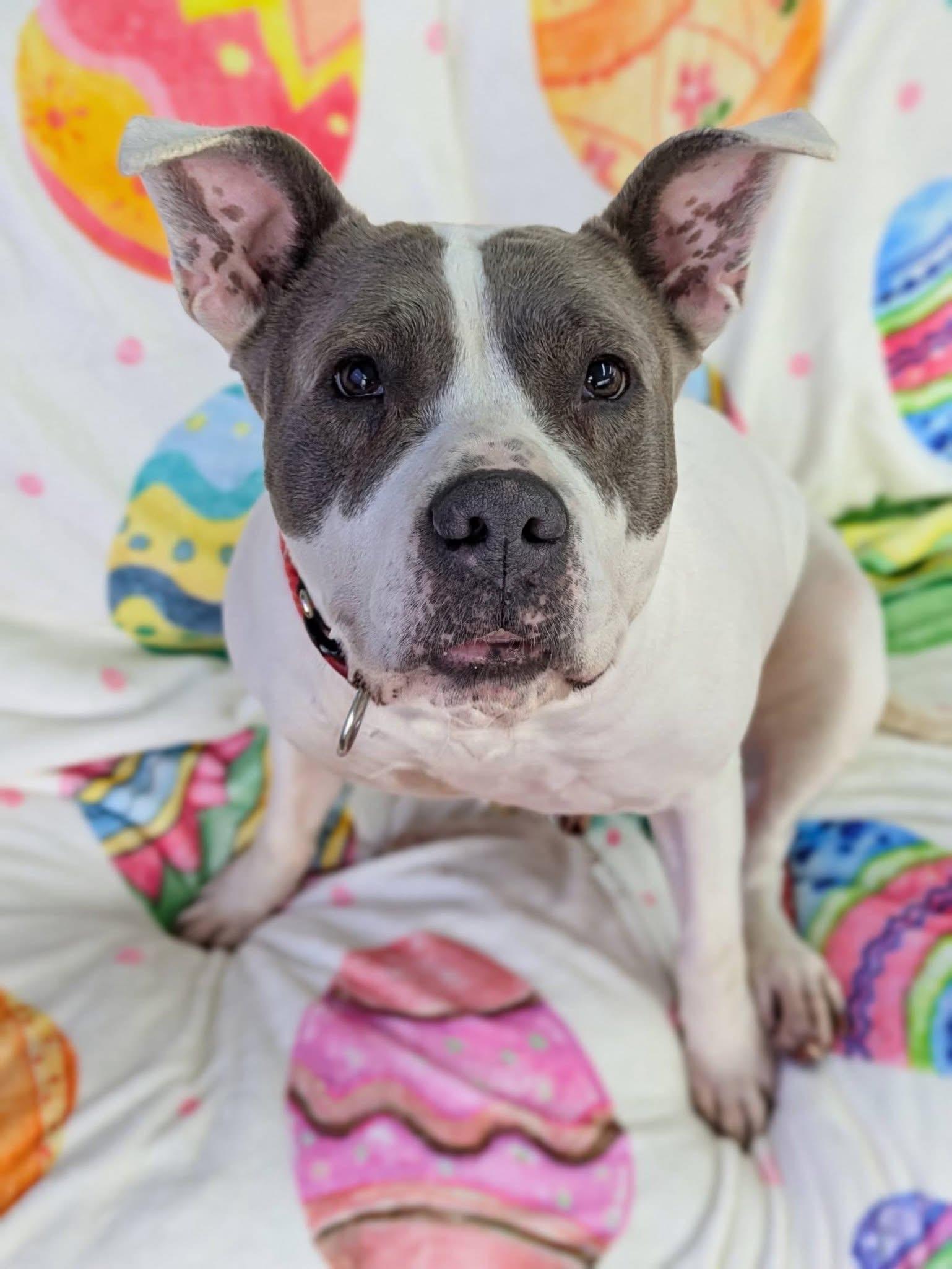 Sasha , ADOPTABLE, Adult Female Mixed Breed.