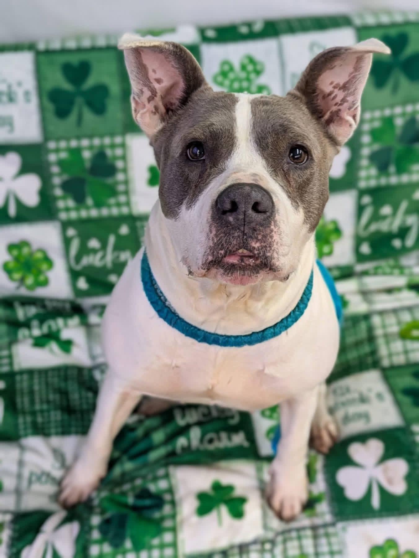 Enlarge Sasha , a ADOPTABLE mixed breed in Jamesville, NY image 2/5