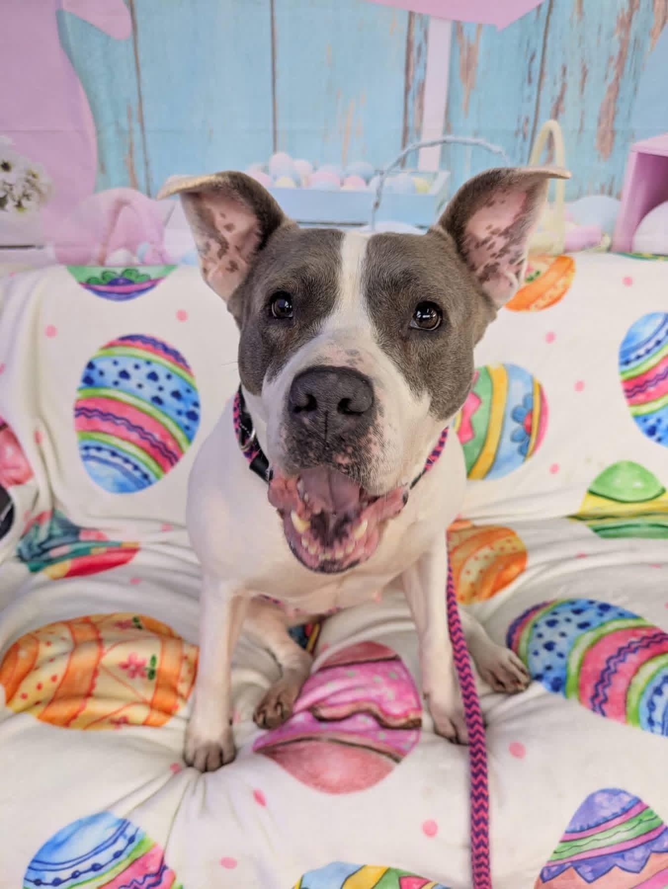 Enlarge Sasha , a ADOPTABLE mixed breed in Jamesville, NY image 5/5