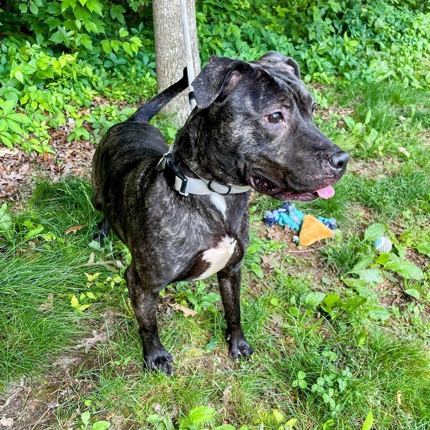 Artemis — thumbnail 3