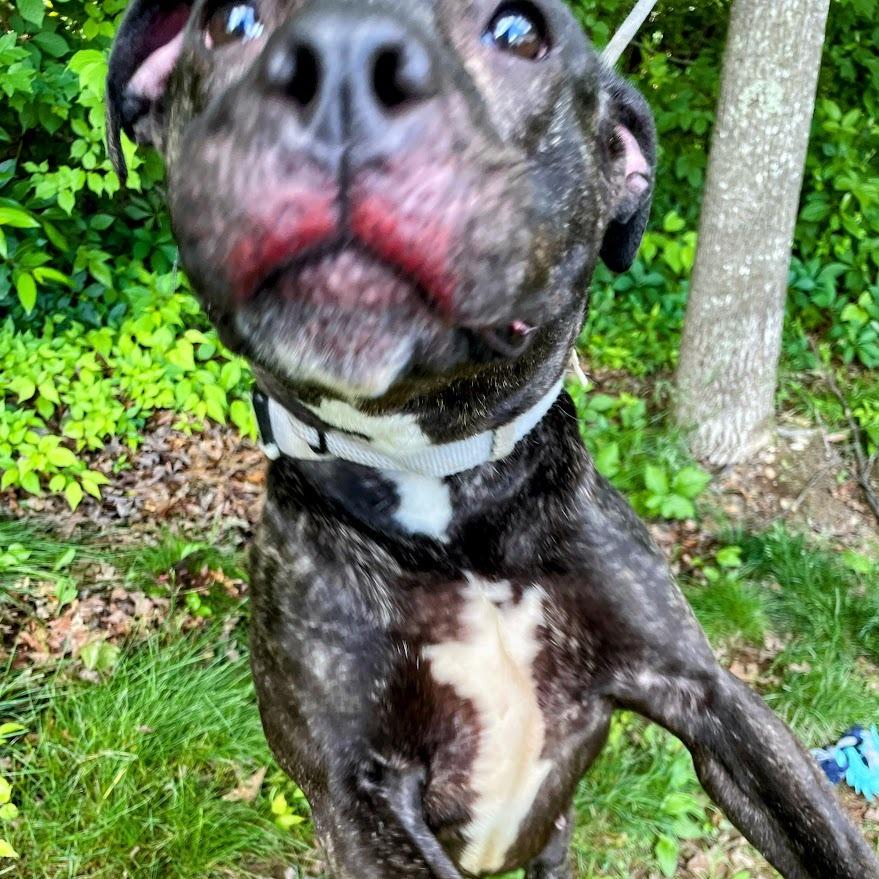 Artemis — thumbnail 4