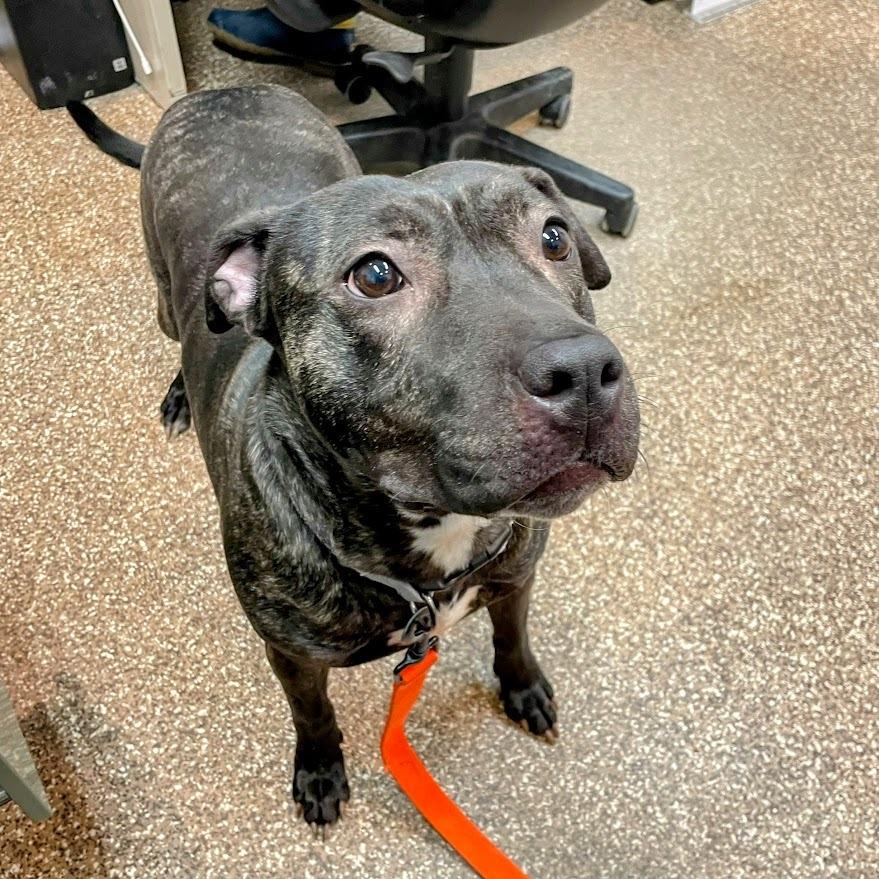 Artemis — thumbnail 5