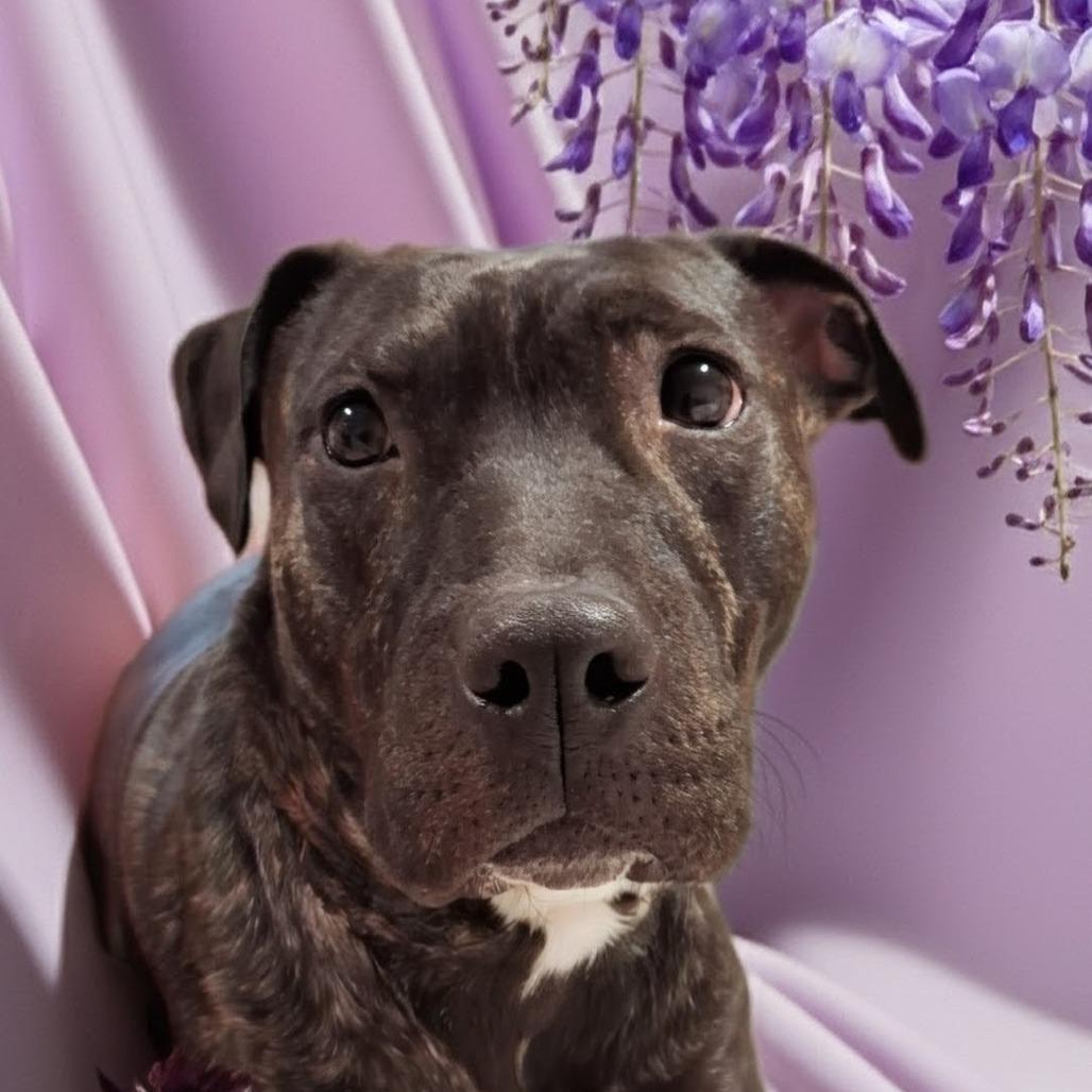 Artemis — thumbnail 6