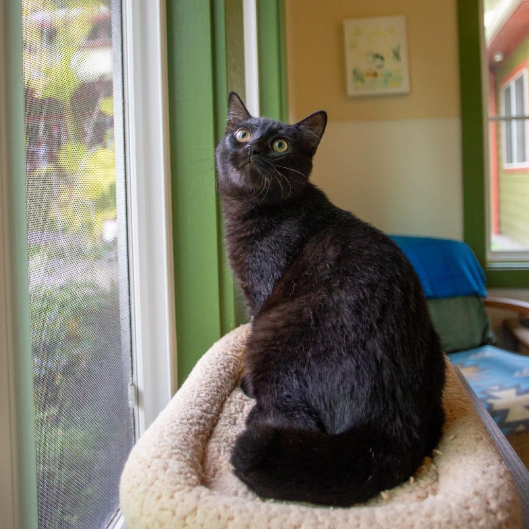Enlarge Binx, a Adoptable Domestic Medium Hair in Kailua Kona, HI image 1/4