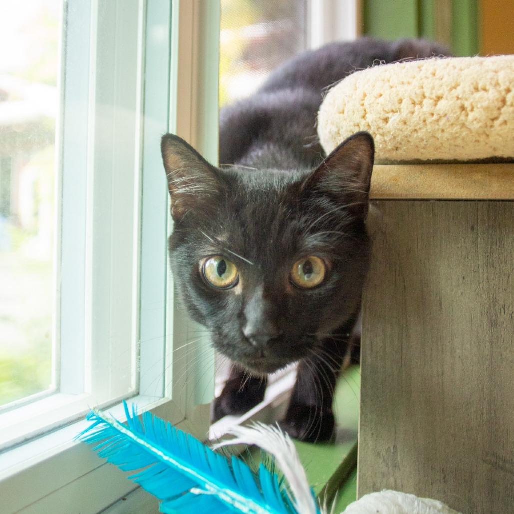 Enlarge Binx, a Adoptable Domestic Medium Hair in Kailua Kona, HI image 2/4