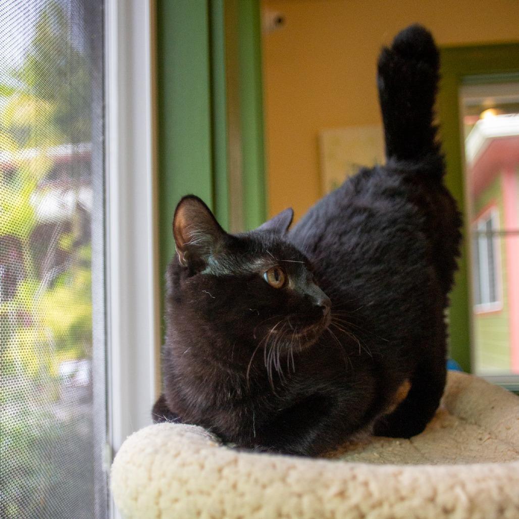 Enlarge Binx, a Adoptable Domestic Medium Hair in Kailua Kona, HI image 3/4