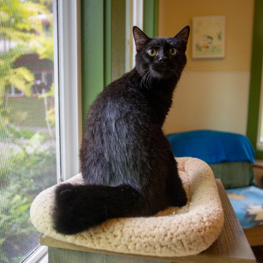 Enlarge Binx, a Adoptable Domestic Medium Hair in Kailua Kona, HI image 4/4