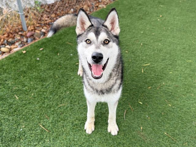 BENITO, Adoptable, Young Male Siberian Husky.