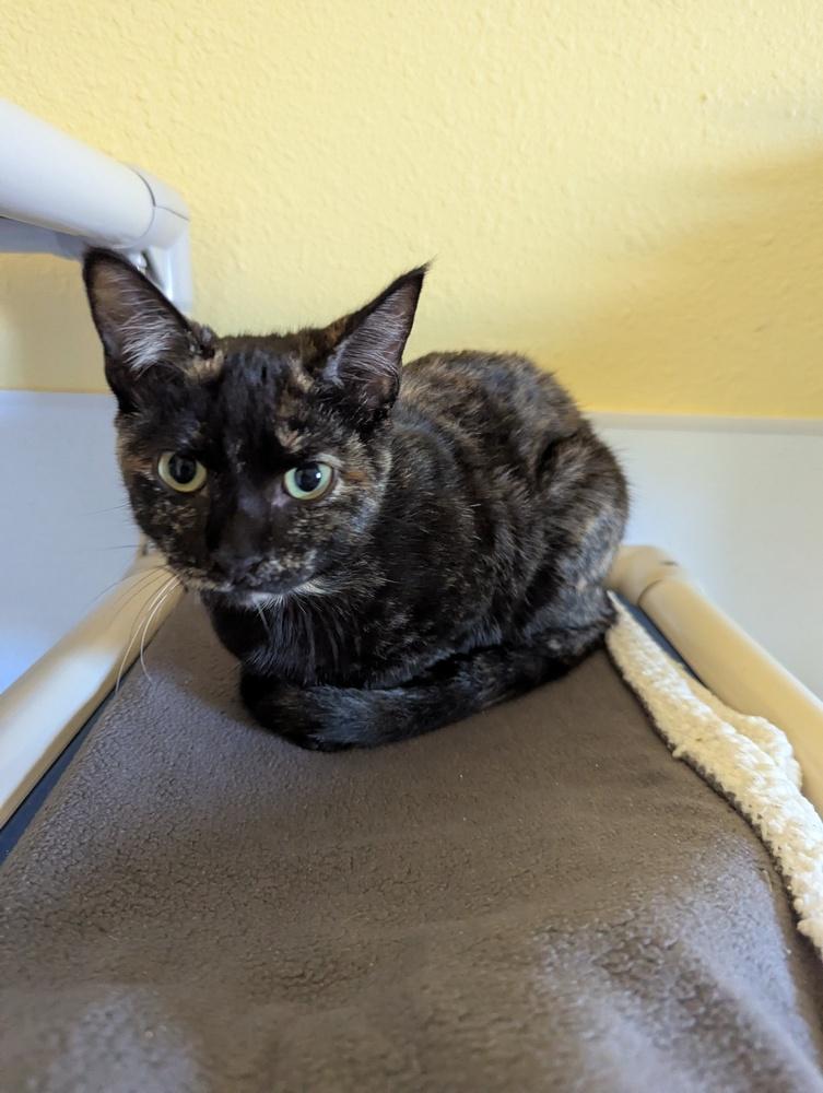 Plum, Adopted, Kitten Female Domestic Short Hair.