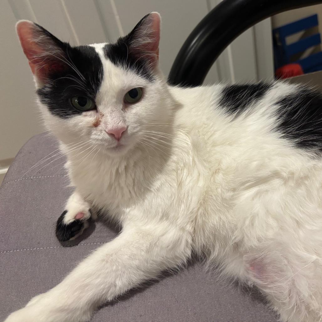 Calypso, Adoptable, Adult Female Domestic Medium Hair.