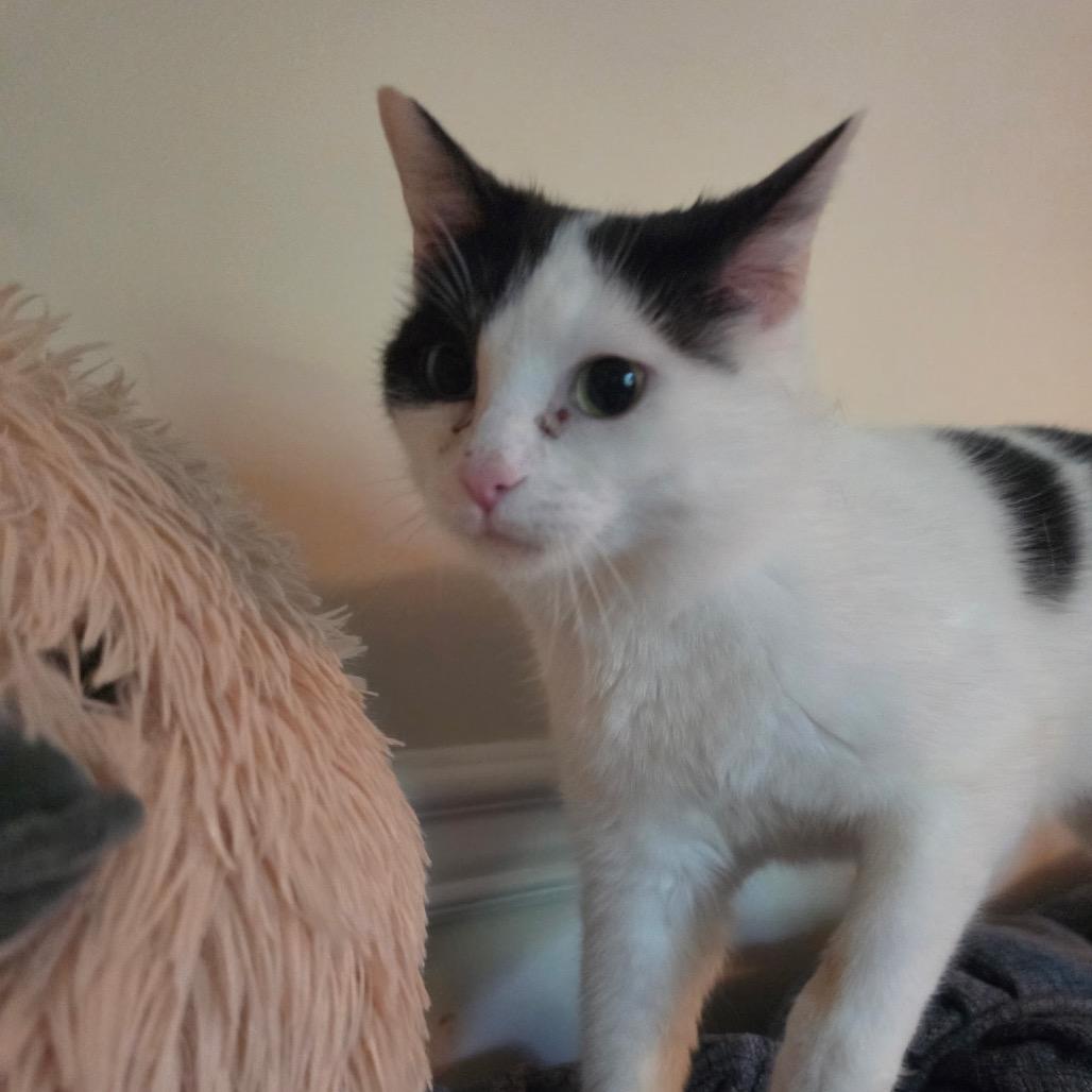 Enlarge Calypso, a Adoptable Domestic Short Hair in La Grange, KY image 1/2