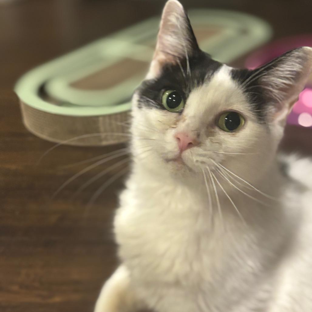 Enlarge Calypso, a Adoptable Domestic Short Hair in La Grange, KY image 2/4