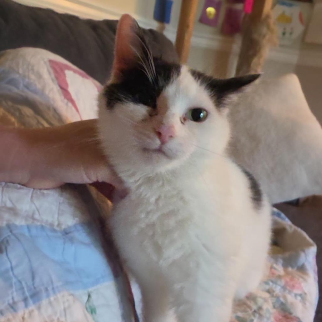 Enlarge Calypso, a Adoptable Domestic Short Hair in La Grange, KY image 2/2