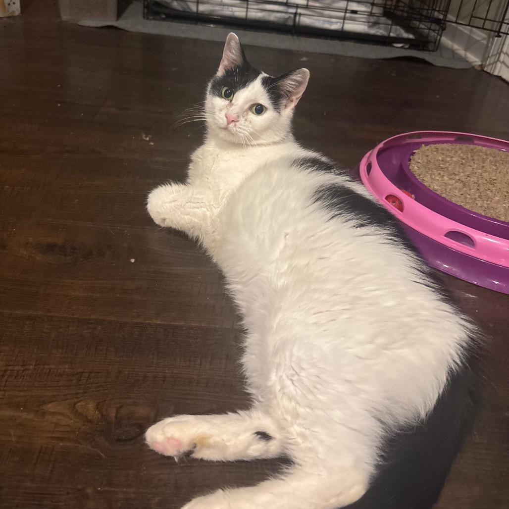 Enlarge Calypso, a Adoptable Domestic Short Hair in La Grange, KY image 4/4