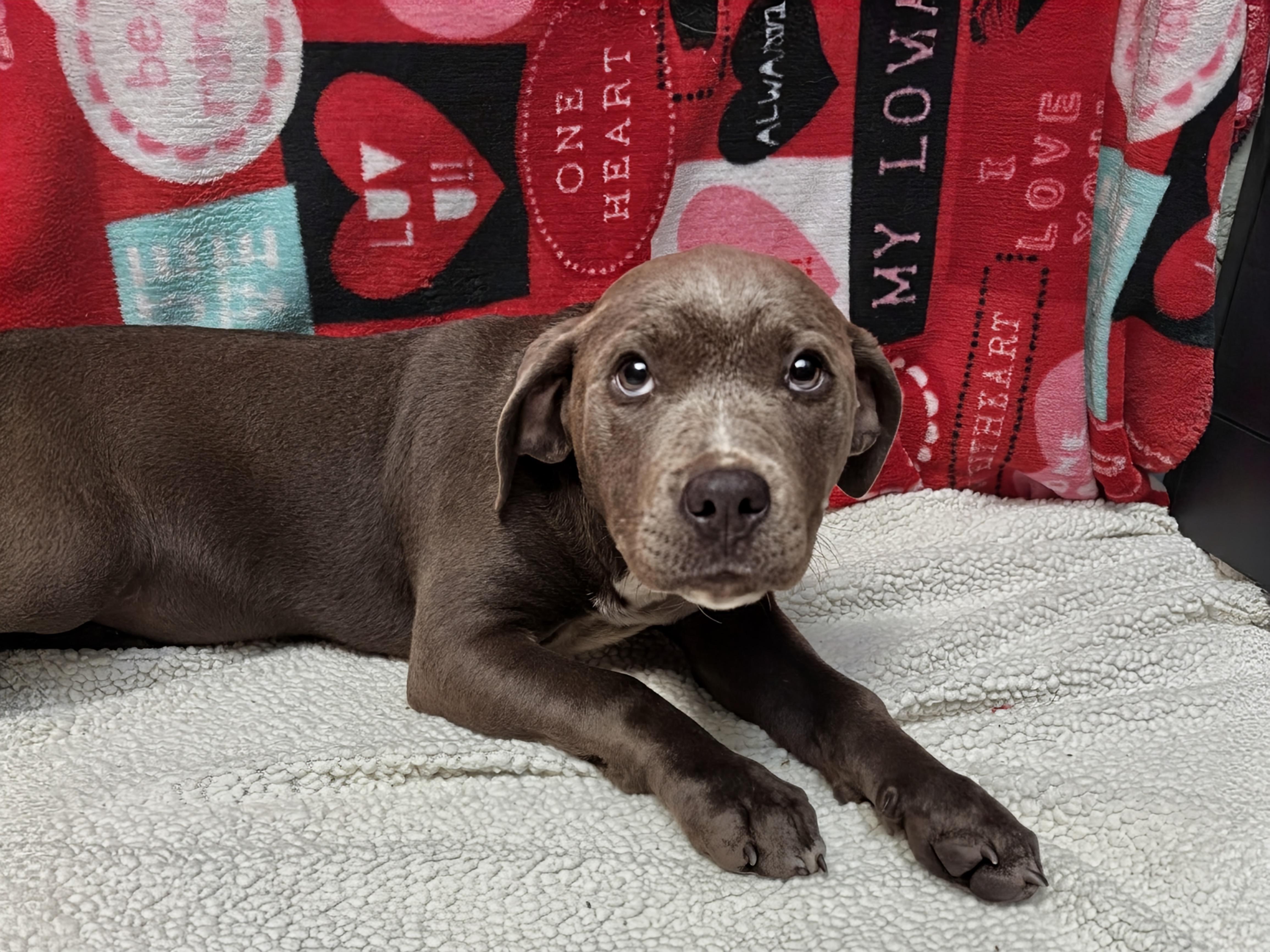 Ham, an adopted mixed breed in Valdosta, GA image 3/3