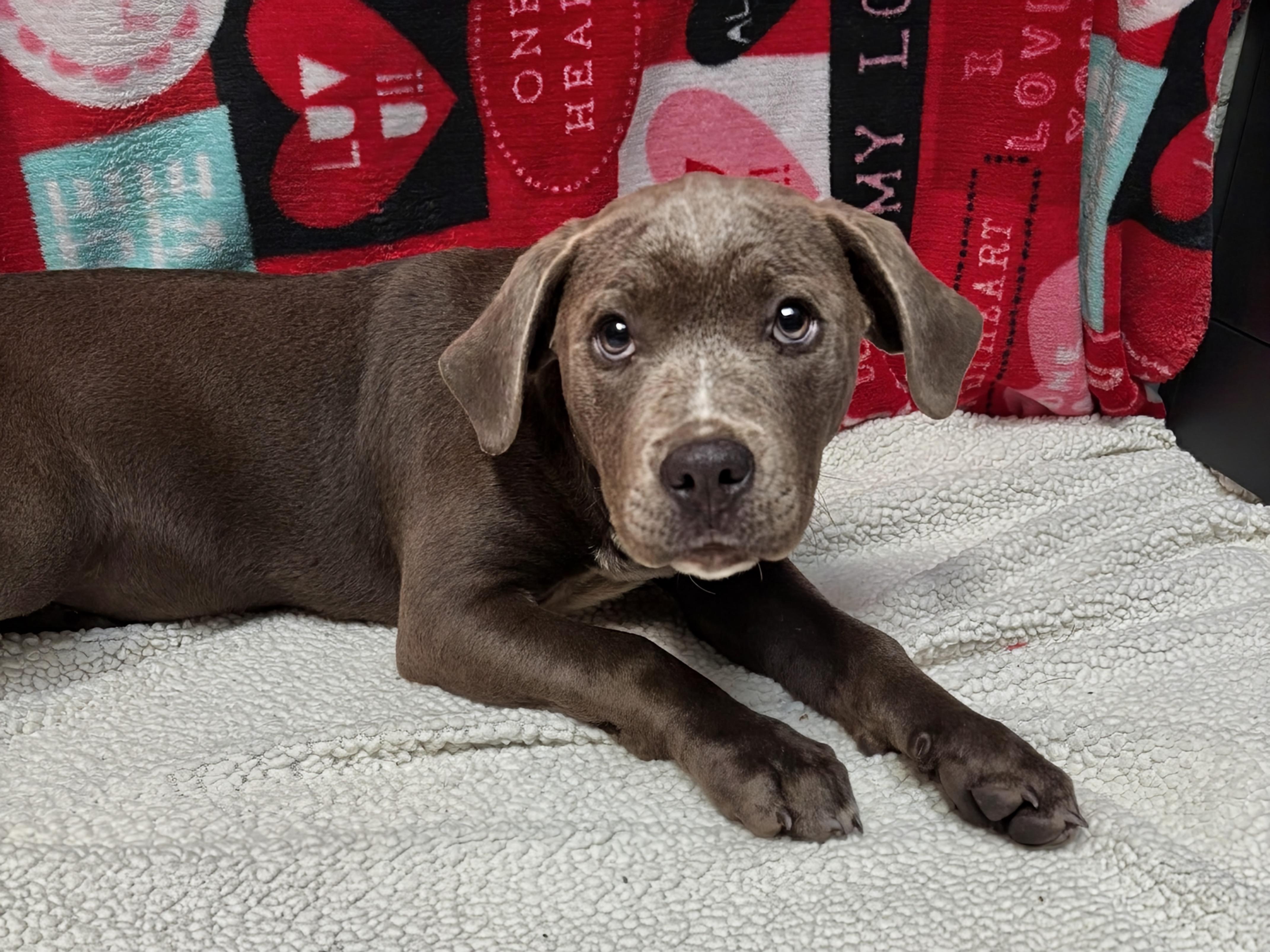 Ham, adopted, Puppy Female Cane Corso.
