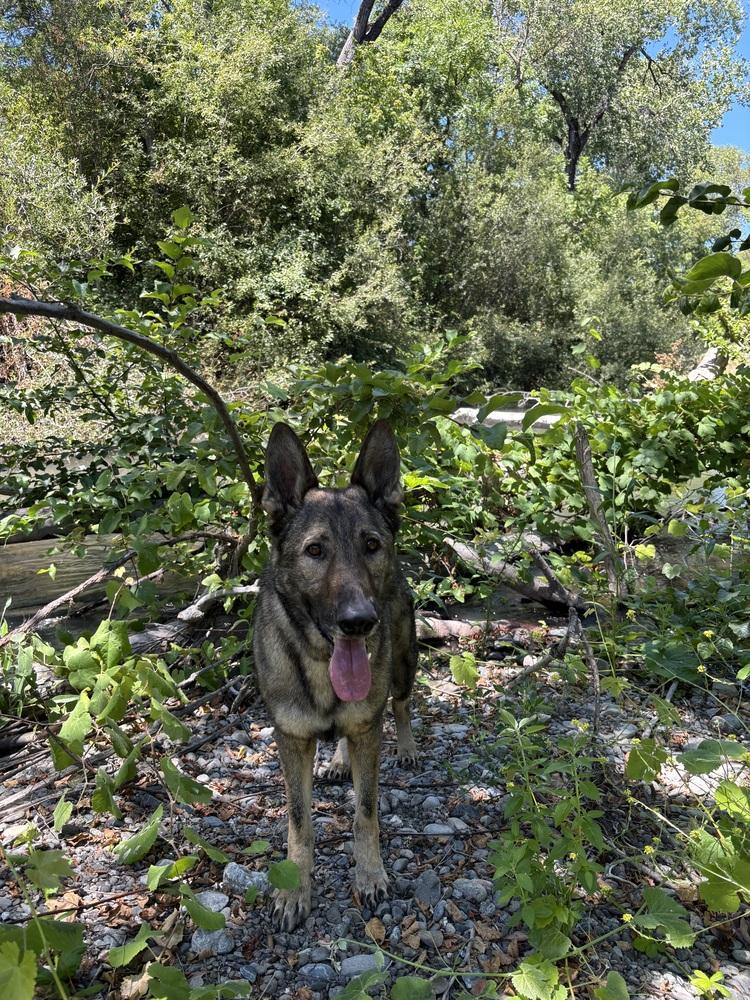 Finn - COURTESY POST, Adoptable, Adult Male German Shepherd Dog.