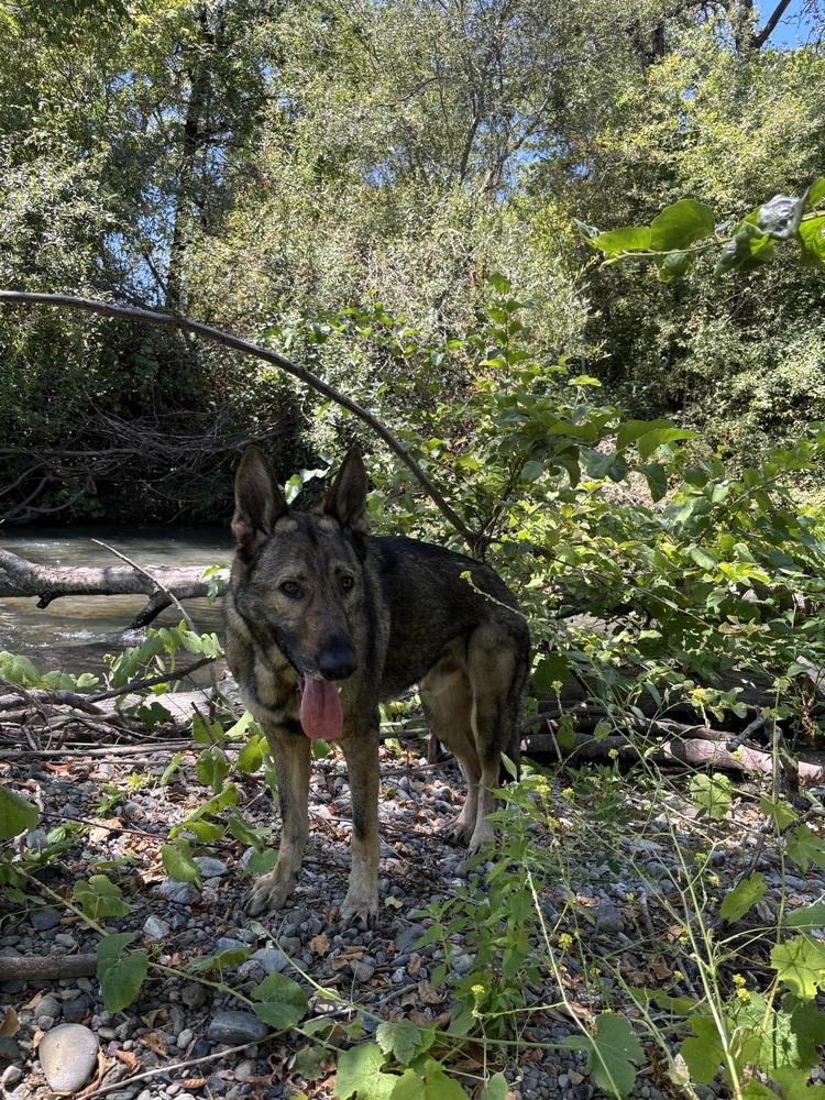 Finn - COURTESY POST, a Adoptable German Shepherd Dog in Fulton, CA image 2/6