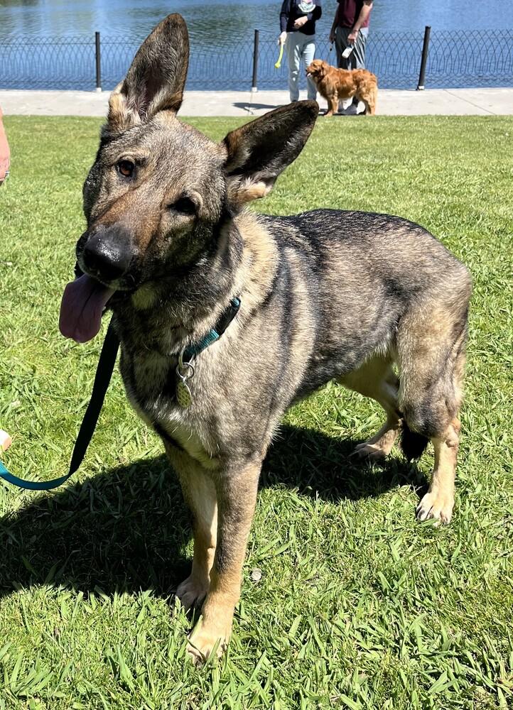 Finn - COURTESY POST, a Adoptable German Shepherd Dog in Fulton, CA image 3/6