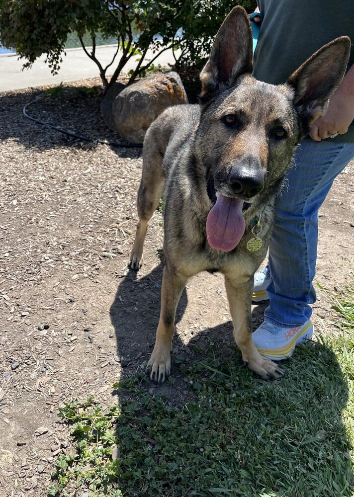 Finn - COURTESY POST, a Adoptable German Shepherd Dog in Fulton, CA image 4/6