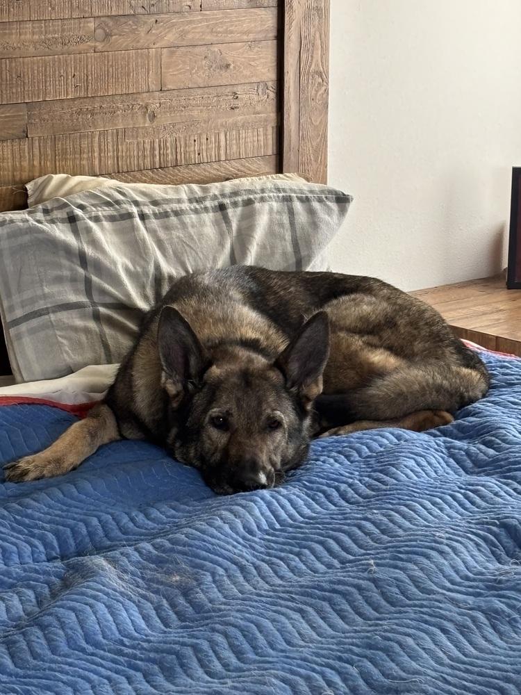 Finn - COURTESY POST, a Adoptable German Shepherd Dog in Fulton, CA image 5/6