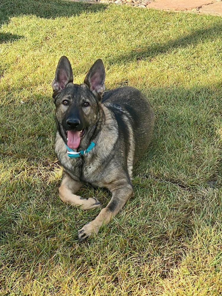 Finn - COURTESY POST, a Adoptable German Shepherd Dog in Fulton, CA image 6/6