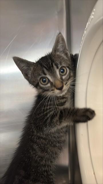 Enlarge MATEO, a Adoptable Domestic Short Hair in Sugar Land, TX image 1/1