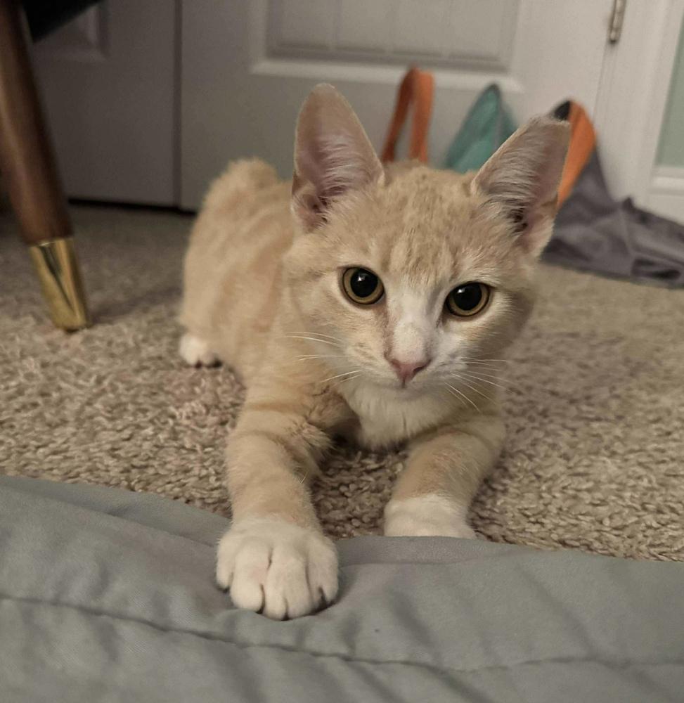 Ralphie, Adoptable, Kitten Male Domestic Short Hair & Tabby.