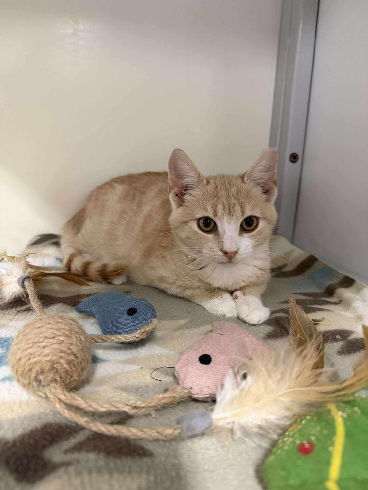 Ralphie, a Adoptable mixed breed in Emerald Isle, NC image 2/4