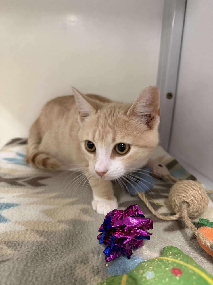 Ralphie, a Adoptable mixed breed in Emerald Isle, NC image 3/4