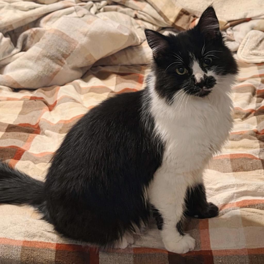 Enlarge Panda, an adopted Domestic Medium Hair in Mabank, TX image 1/3