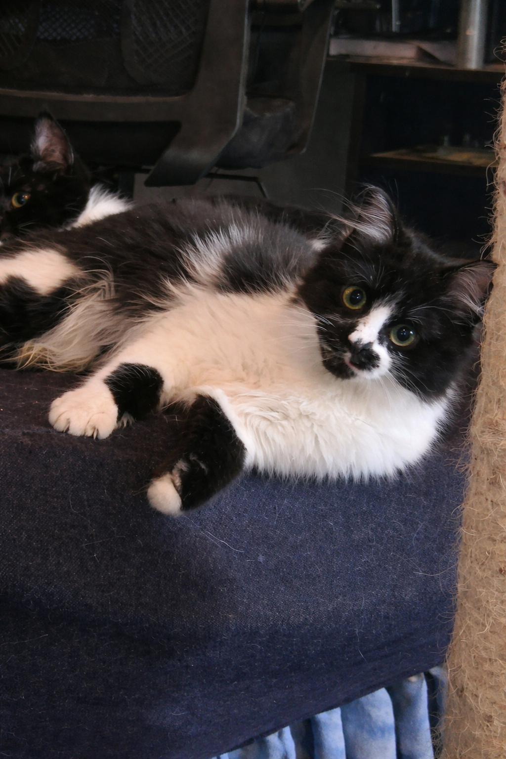 Enlarge Panda, an adopted Domestic Medium Hair in Mabank, TX image 3/3