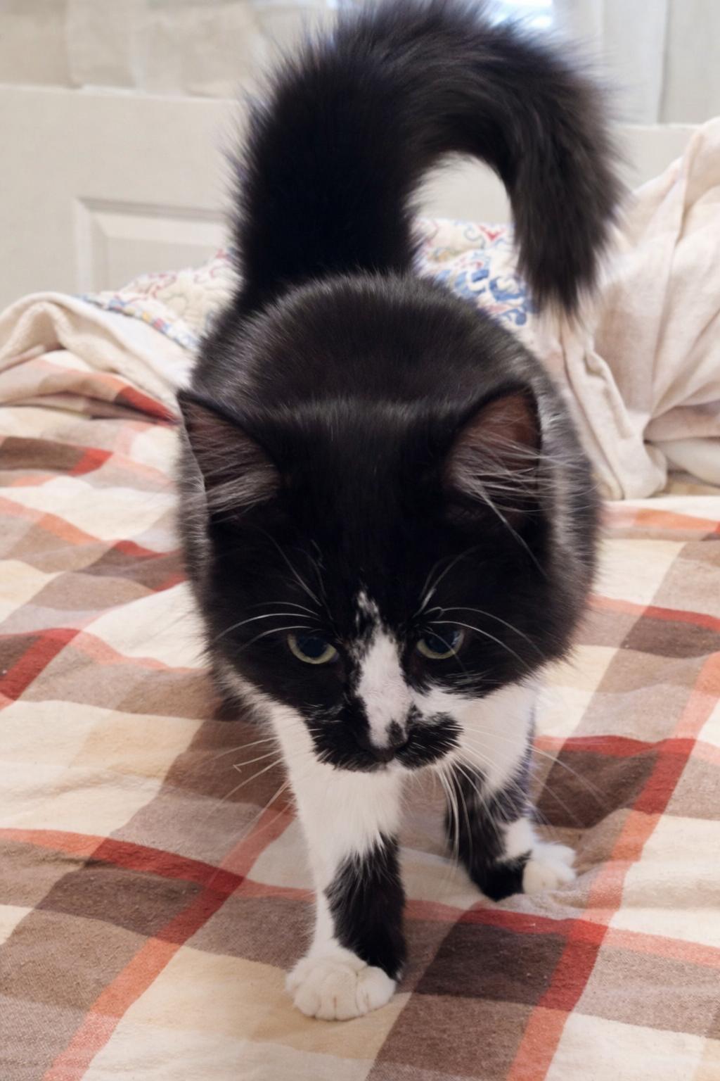 Enlarge Panda, an adopted Domestic Medium Hair in Mabank, TX image 2/3