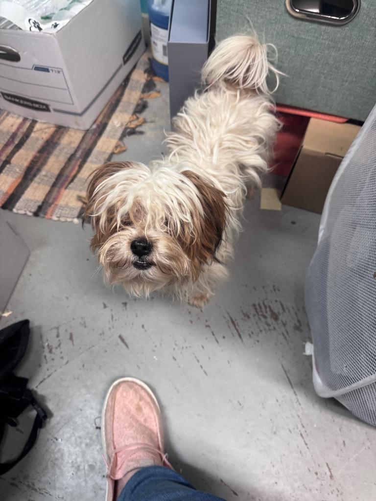 Molly, Adoptable, Young Female Shih Tzu.