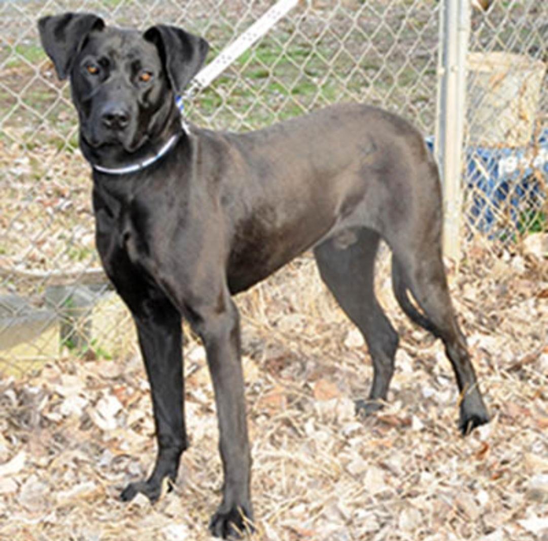 Enlarge Lucas, a ADOPTABLE mixed breed in Gardiner, NY image 4/4