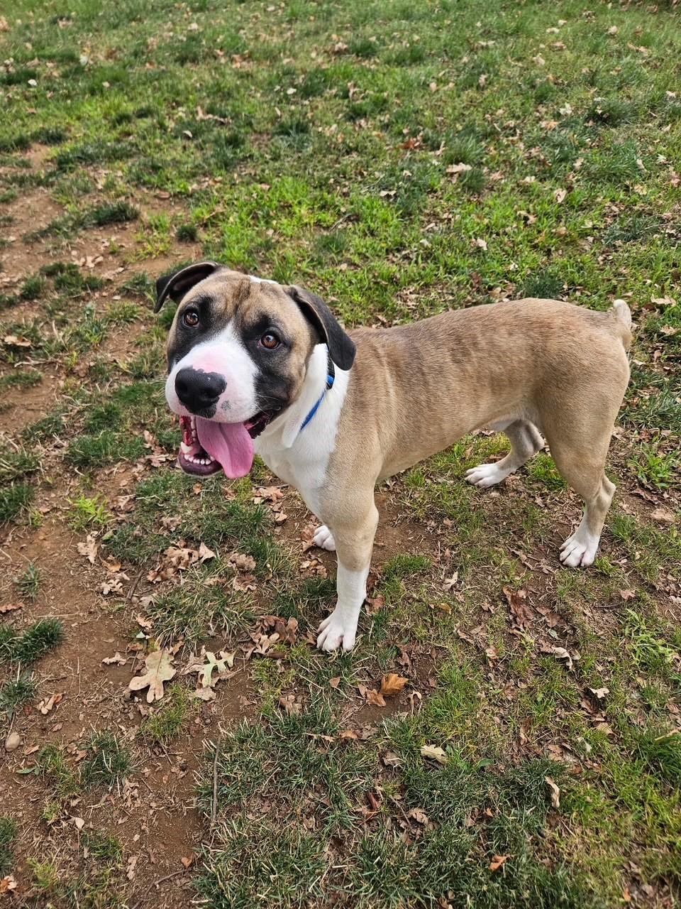 Dewey, Adoptable, Adult Male Pit Bull Terrier.