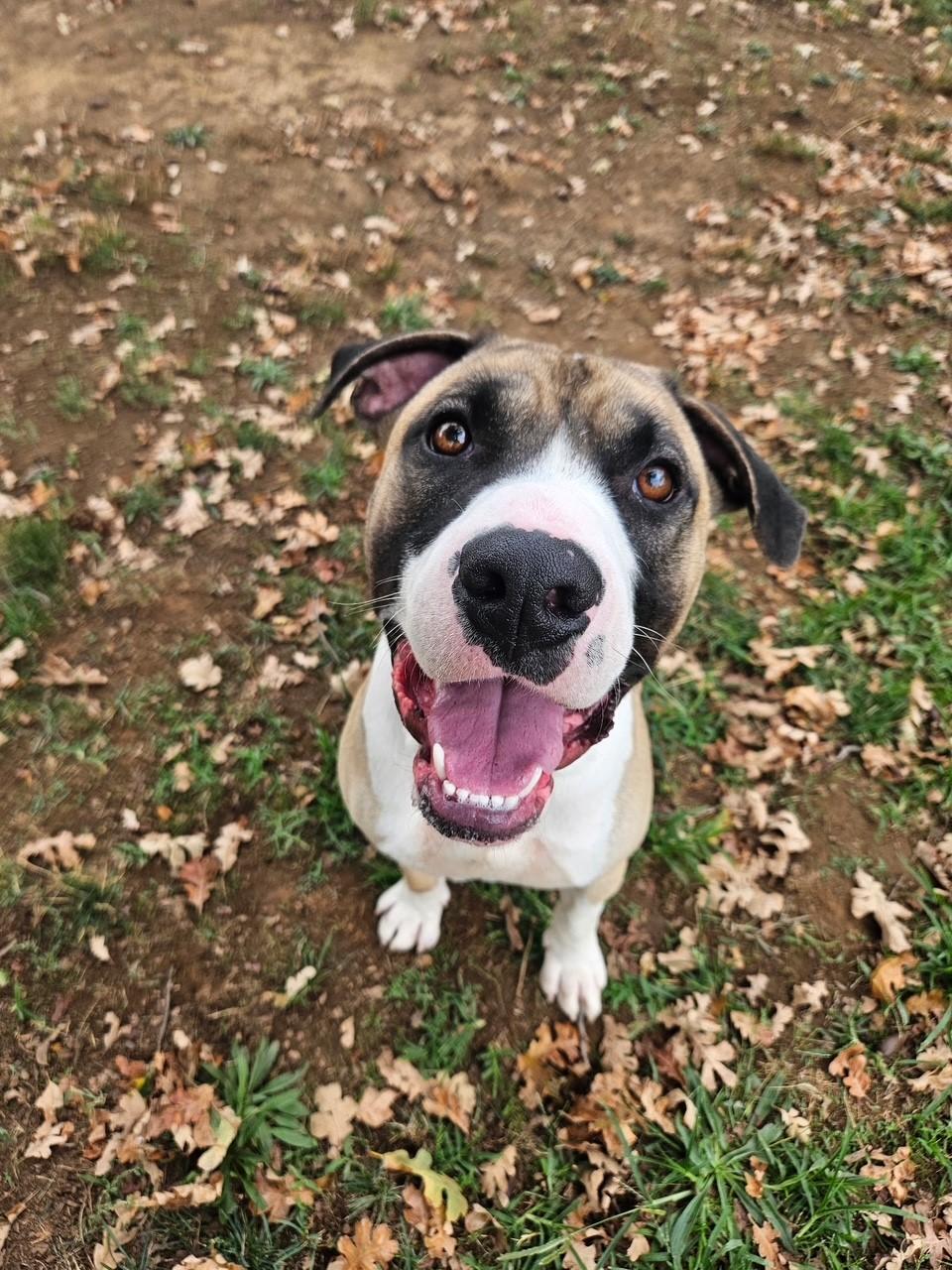 Enlarge Dewey, a Adoptable Pit Bull Terrier in Redding, CA image 2/2