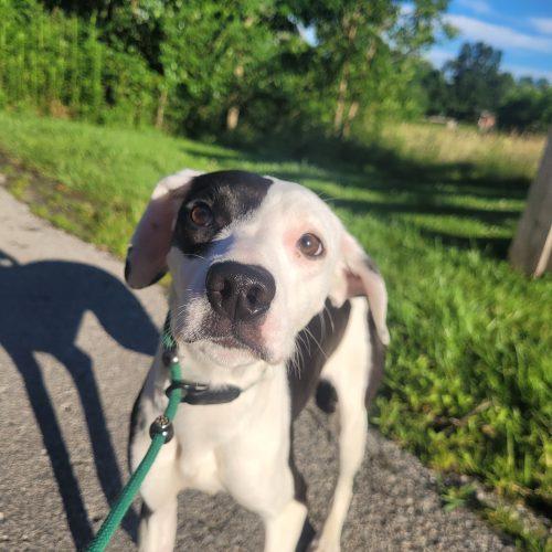 Wren 5809 D, a Adoptable mixed breed in Frankfort, KY image 1/5
