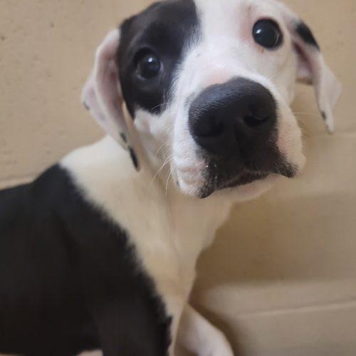 Wren 5809 D, a Adoptable mixed breed in Frankfort, KY image 2/5
